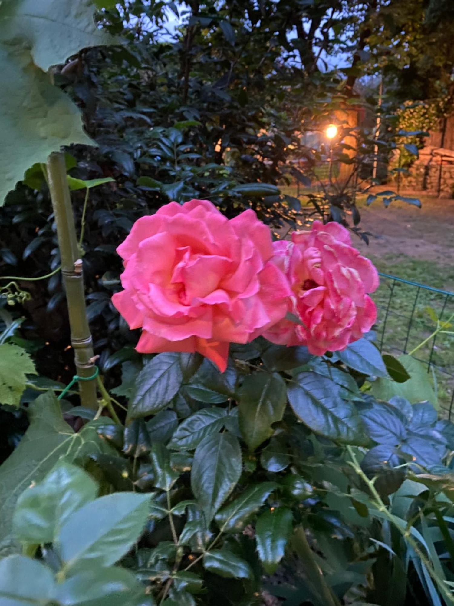 Villa Angelina Casa Limone 발레크로시아 외부 사진